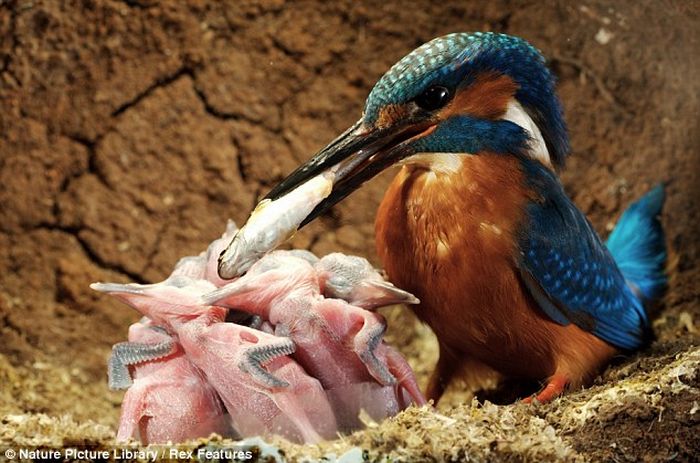 Feeding Kingfishers (6 pics)