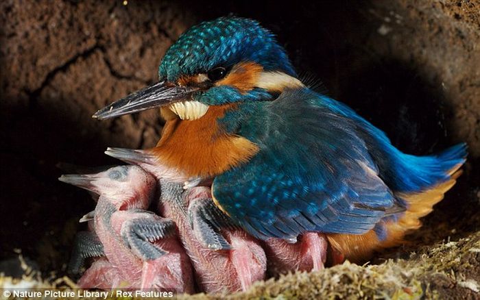 Feeding Kingfishers (6 pics)