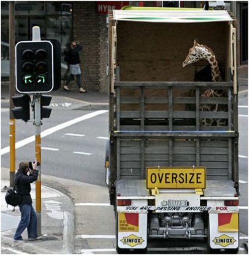 Hilarious Ways of Transportation (43 pics)