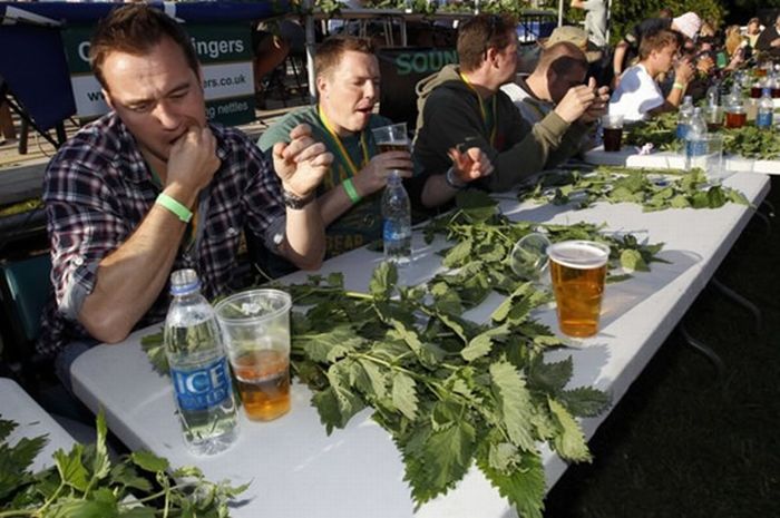 Nettle Eating Championship (8 pics)