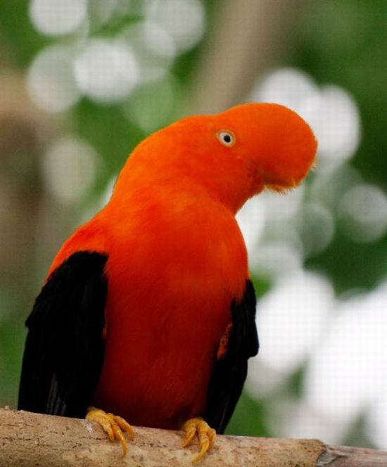Orange Color Animals (17 pics)
