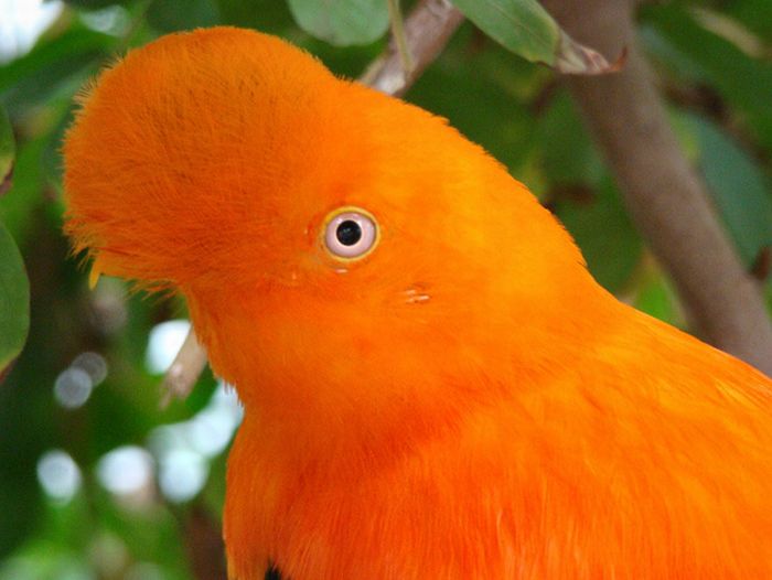 Orange Color Animals (17 pics)