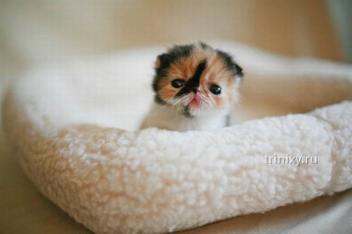 Adorable Tiny Kitten (15 pics)