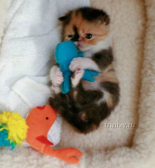 Adorable Tiny Kitten (15 pics)
