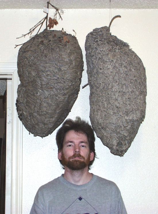 Impressive Wasp Nest Collection of Hornet Boy (16 pics)