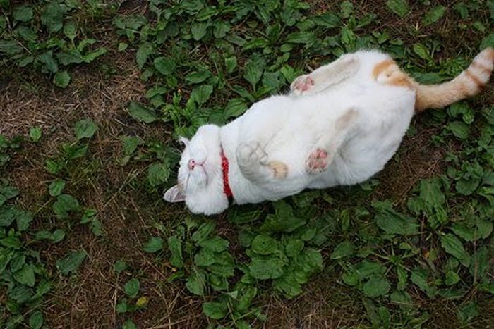 The Most Relaxed Cat in the World (25 pics)