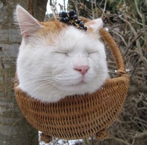 The Most Relaxed Cat in the World (25 pics)