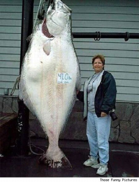 Enormous Fish (31 pics)