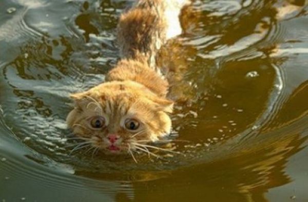 Swimming Cats. Part 2 (30 pics)