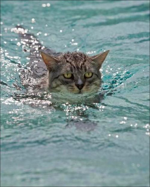 Swimming Cats. Part 2 (30 pics)