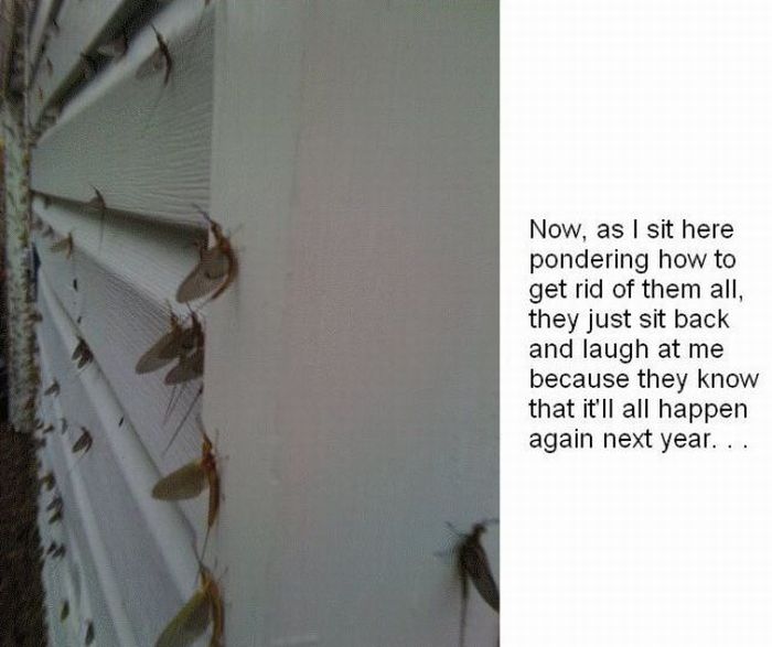 When Fishflies Attack (5 pics)