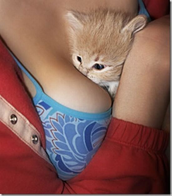 Even Pets Love Cleavage (16 pics)