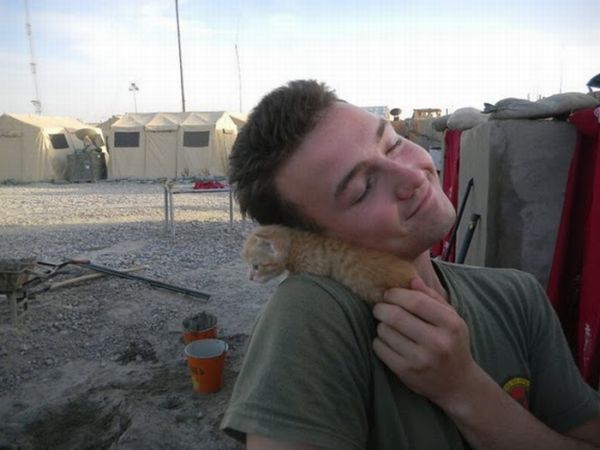 Kittens Found by US Marines in Afghanistan (21 pics)