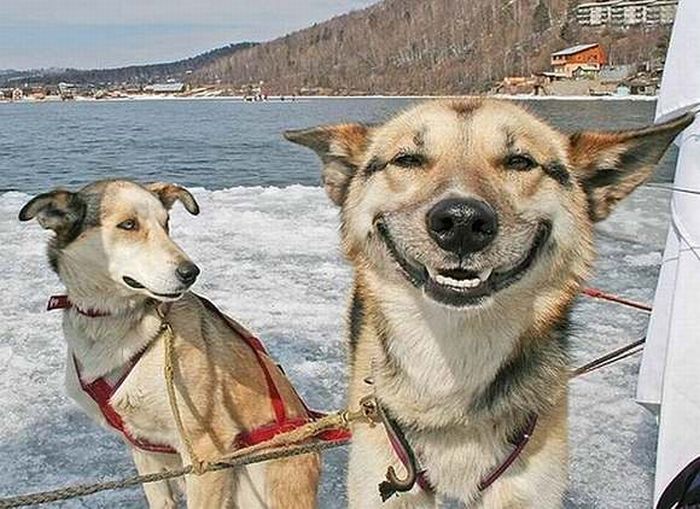 Smiling People and Animals (55 pics)