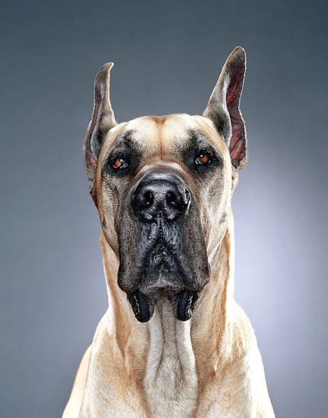 Dog Portraits (24 pics)
