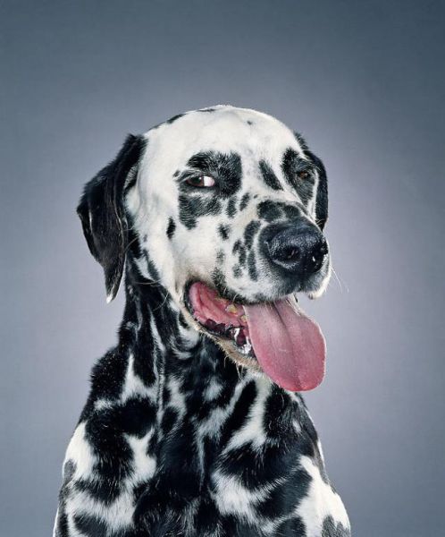 Dog Portraits (24 pics)