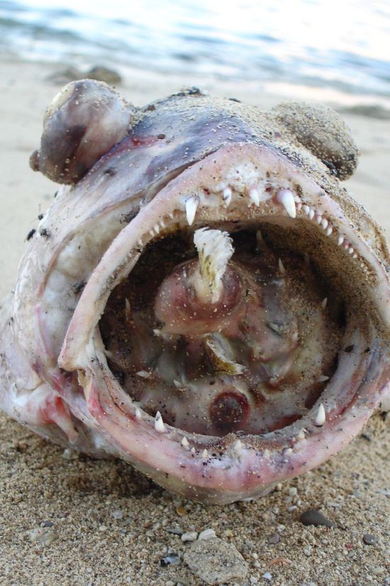 Large Fish Killed by a Puffer Fish (8 pics)
