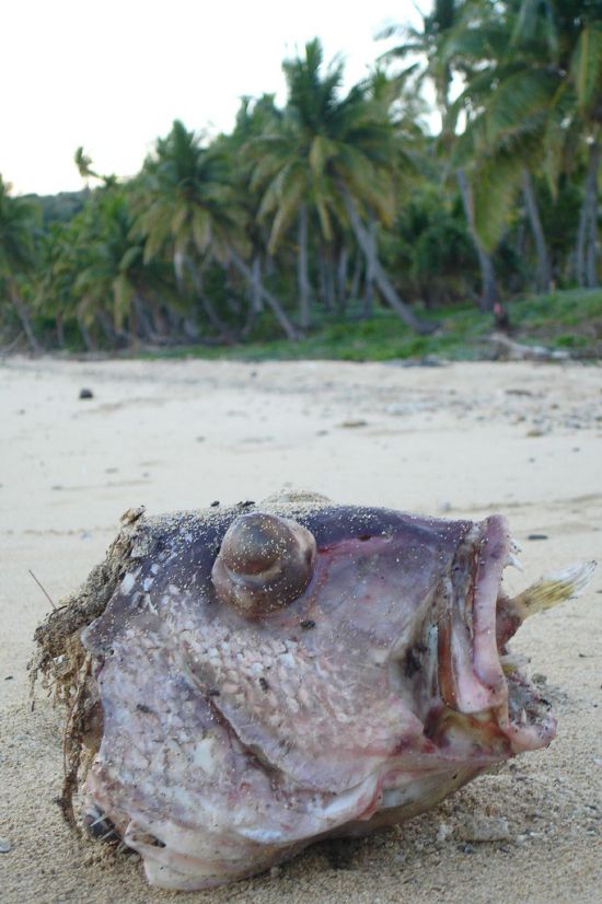 Large Fish Killed by a Puffer Fish (8 pics)