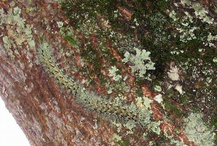 Lonomia Obliqua – The World’s Deadliest Caterpillar (6 pics)