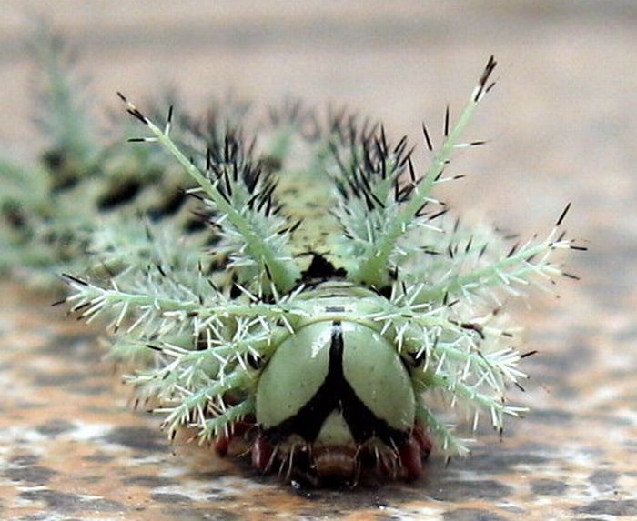 Lonomia Obliqua – The World’s Deadliest Caterpillar (6 pics)