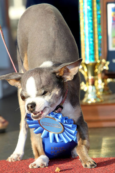 The Ugliest Dog Contest 2010 (22 pics)
