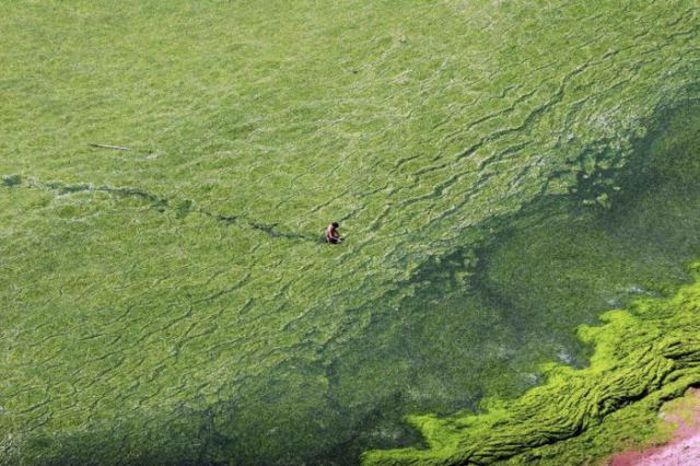 Seaweeds Invade the Shores of China (18 pics)