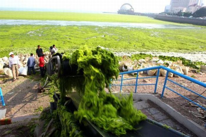 Seaweeds Invade the Shores of China (18 pics)