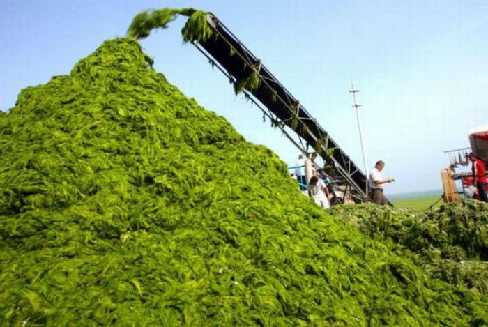 Seaweeds Invade the Shores of China (18 pics)