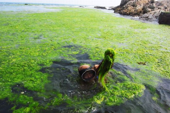 Seaweeds Invade the Shores of China (18 pics)