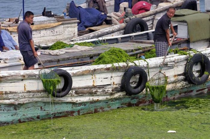 Seaweeds Invade the Shores of China (18 pics)