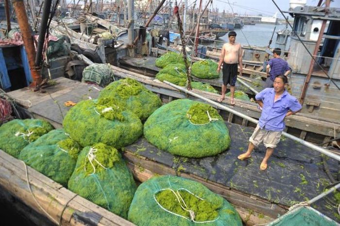 Seaweeds Invade the Shores of China (18 pics)