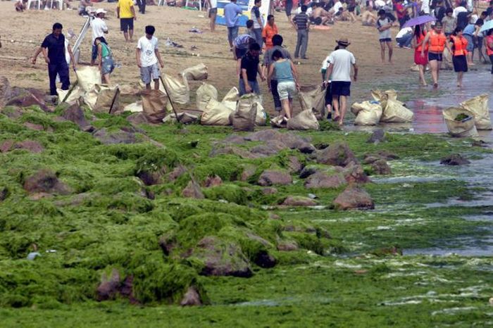 Seaweeds Invade the Shores of China (18 pics)