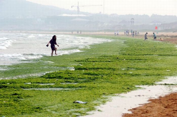 Seaweeds Invade the Shores of China (18 pics)