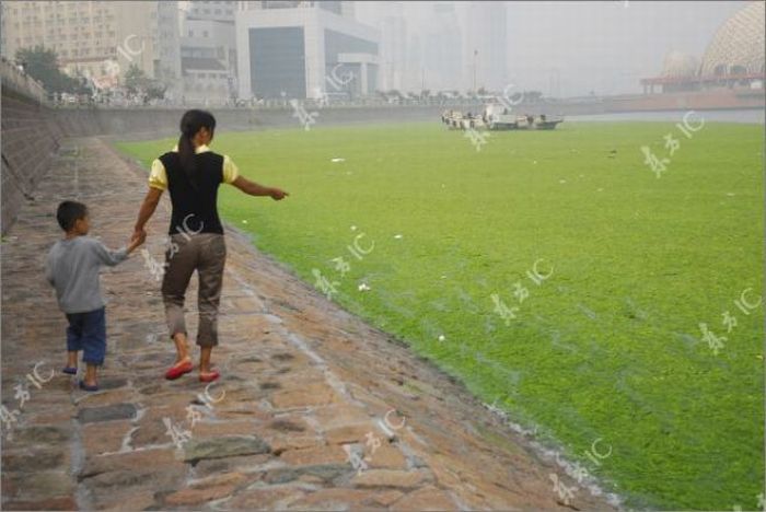 Seaweeds Invade the Shores of China (18 pics)