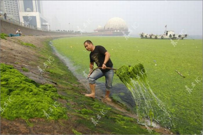 Seaweeds Invade the Shores of China (18 pics)