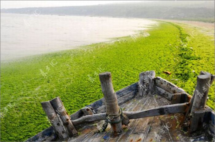 Seaweeds Invade the Shores of China (18 pics)