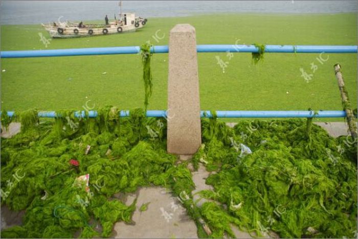 Seaweeds Invade the Shores of China (18 pics)