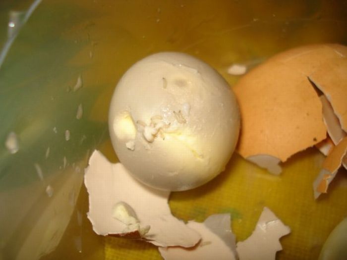 Strange Creatures Inside Boiled Eggs (2 pics + 1 video)