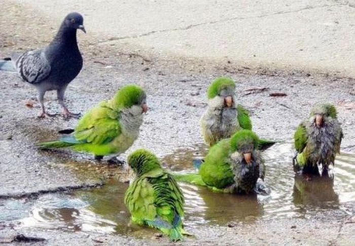 Acid Picdump (158 pics)