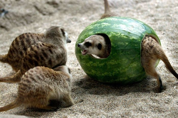 Acid Picdump (158 pics)