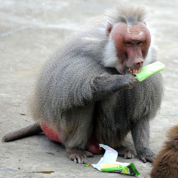 Acid Picdump (158 pics)