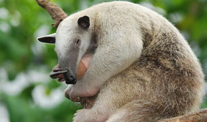 Acid Picdump (158 pics)