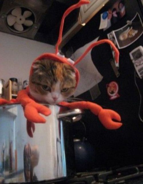 Acid Picdump (158 pics)