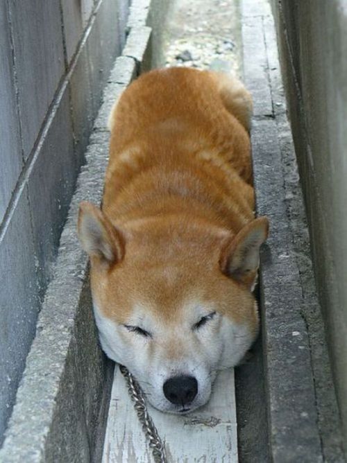 Acid Picdump (158 pics)