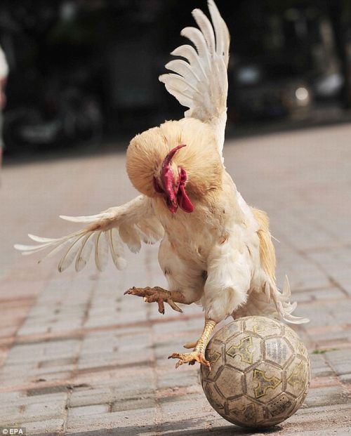 Acid Picdump (158 pics)