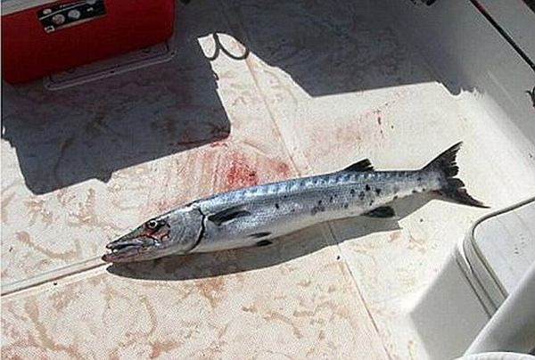 A Barracuda Attacked a 14-Year-Old Girl (5 pics)