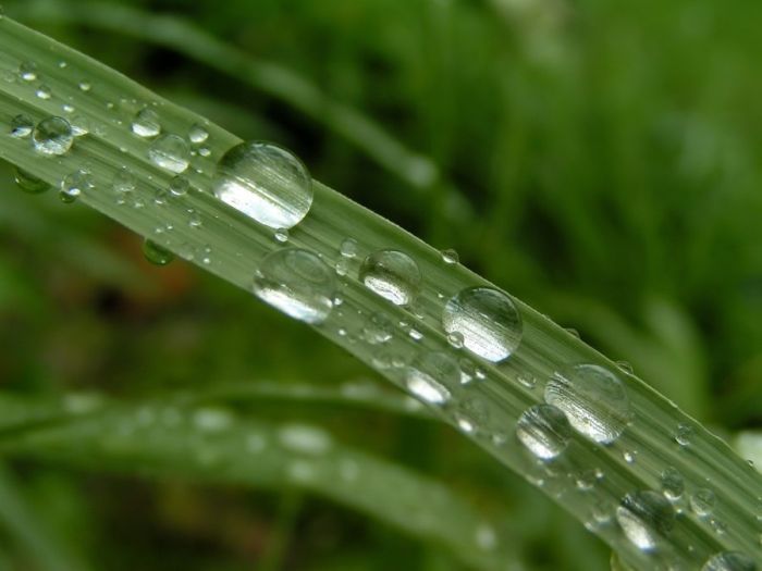 Beautiful Dew Pictures (59 pics)