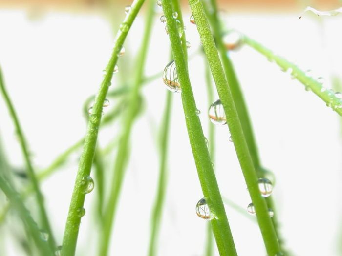 Beautiful Dew Pictures (59 pics)