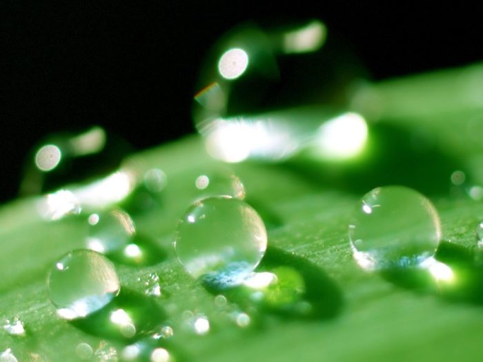 Beautiful Dew Pictures (59 pics)