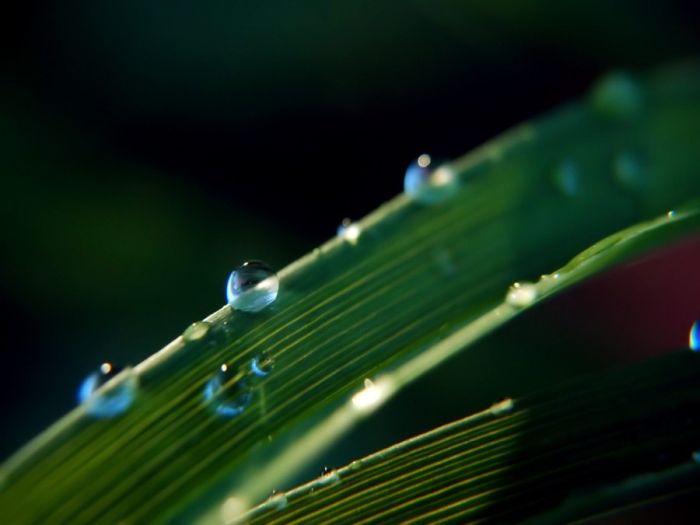 Beautiful Dew Pictures (59 pics)